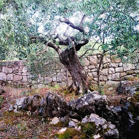 Beach House Olea Apartman